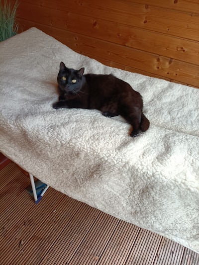 Heb jij Aura, Bigis of Ruby gezien? Deze zes huisdieren worden in Deventer vermist