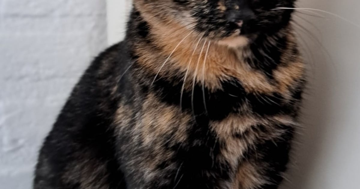 Heb jij Pilou gezien? Dit huisdier wordt in Zutphen vermist