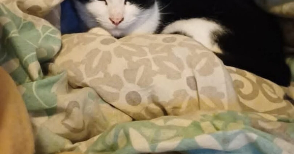 Heb jij Pipi, Moos of Yuki gezien? Deze vijf huisdieren worden in Dronten vermist