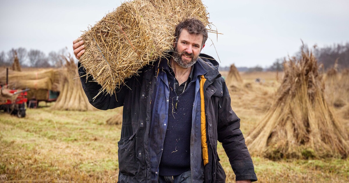 Proef met nieuwe methode om rietafval in Weerribben-Wieden duurzaam te verwerken: ‘Moet een oplossin