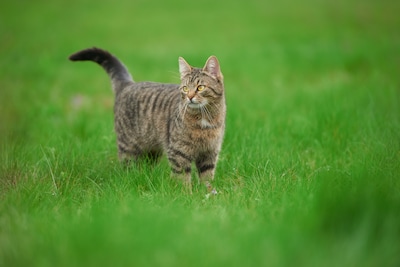 ‘Dat komt er niet door’, zegt Dier en Recht over afschieten verwilderde katten in Overijssel