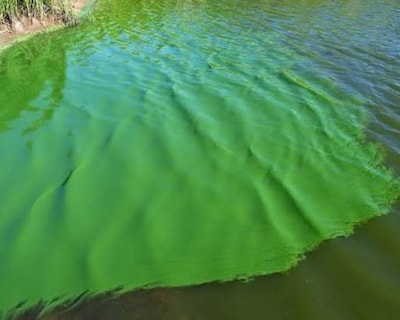 Blauwalg aangetroffen in vijver langs de Zijdevlinder in Nijkerk