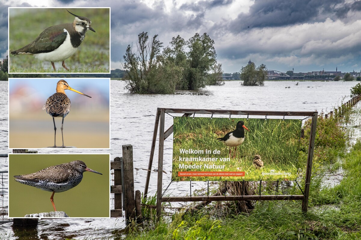 Verdronken kuiken en kapotte nesten: Moeder Natuur is soms genadeloos, zoals hier in de uiterwaarden van de IJssel bij Deventer.