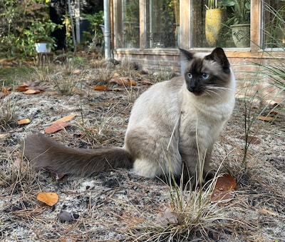 Heb jij Nori gezien? Dit huisdier wordt in Epe vermist