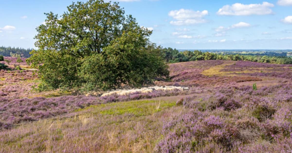 Werkzaamheden op Lemelerberg hervat voor herstel van heidelandschap