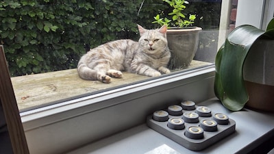 Heb jij Kaatje of Otis gezien? Deze twee huisdieren worden in Hattem vermist
