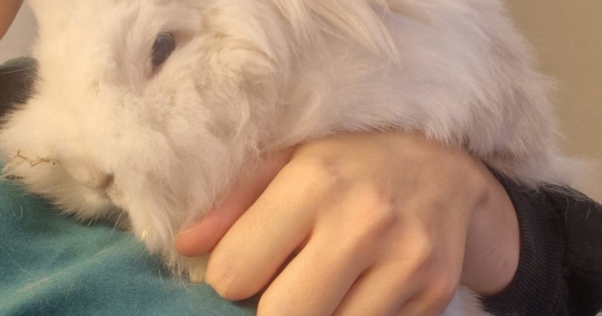 Heb jij Wout gezien? Dit huisdier wordt in Zeewolde vermist