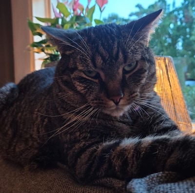 Heb jij Boris gezien? Dit huisdier wordt in Brummen vermist