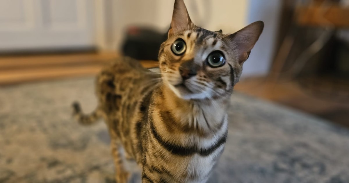Heb jij Mick of Kat gezien? Deze twee huisdieren worden in Dalfsen vermist