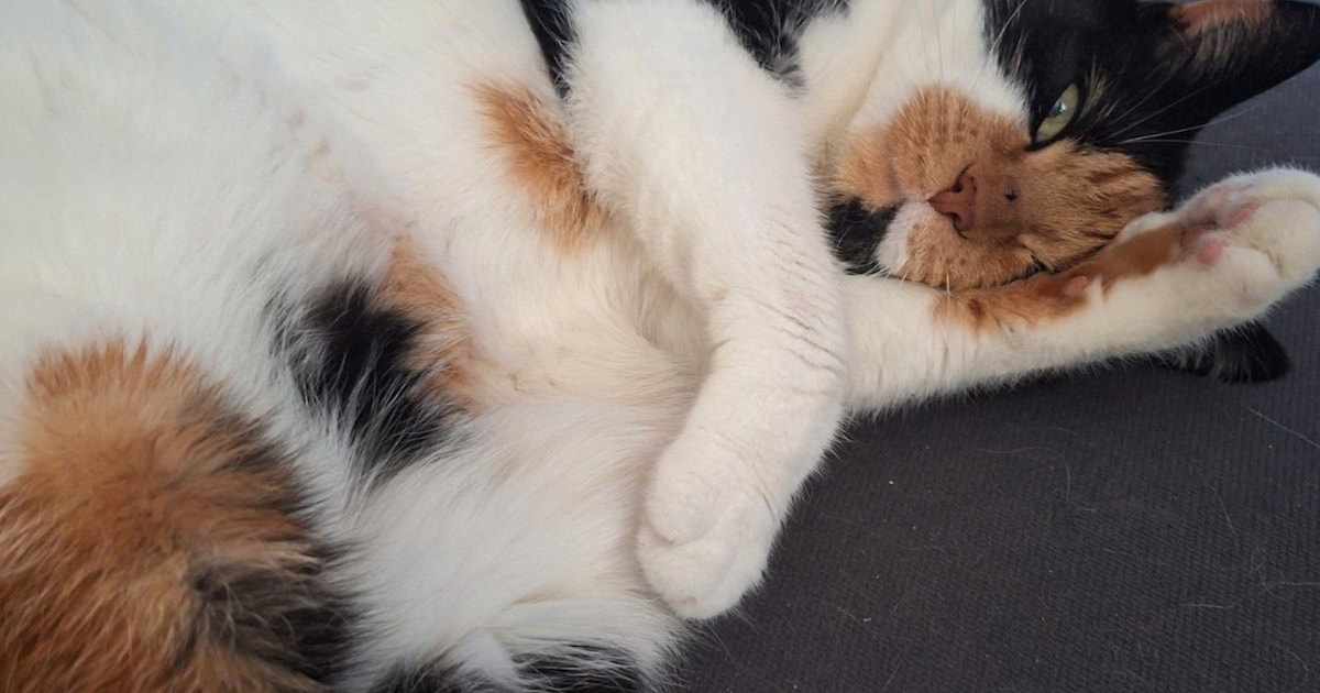 Heb jij Doortje, Lissi of Chicka gezien? Deze drie huisdieren worden in Ermelo vermist