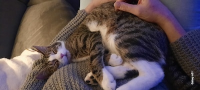 Heb jij Mylo gezien? Dit huisdier wordt in Nijkerk vermist