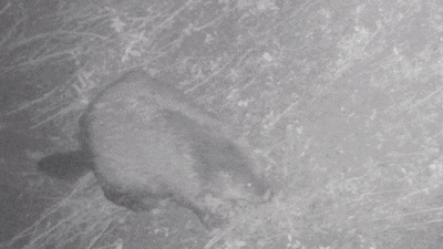 Bevers graven meterslange gangen onder Nederlandse dijken: daarom krijgen ze nu zenders op hun staar