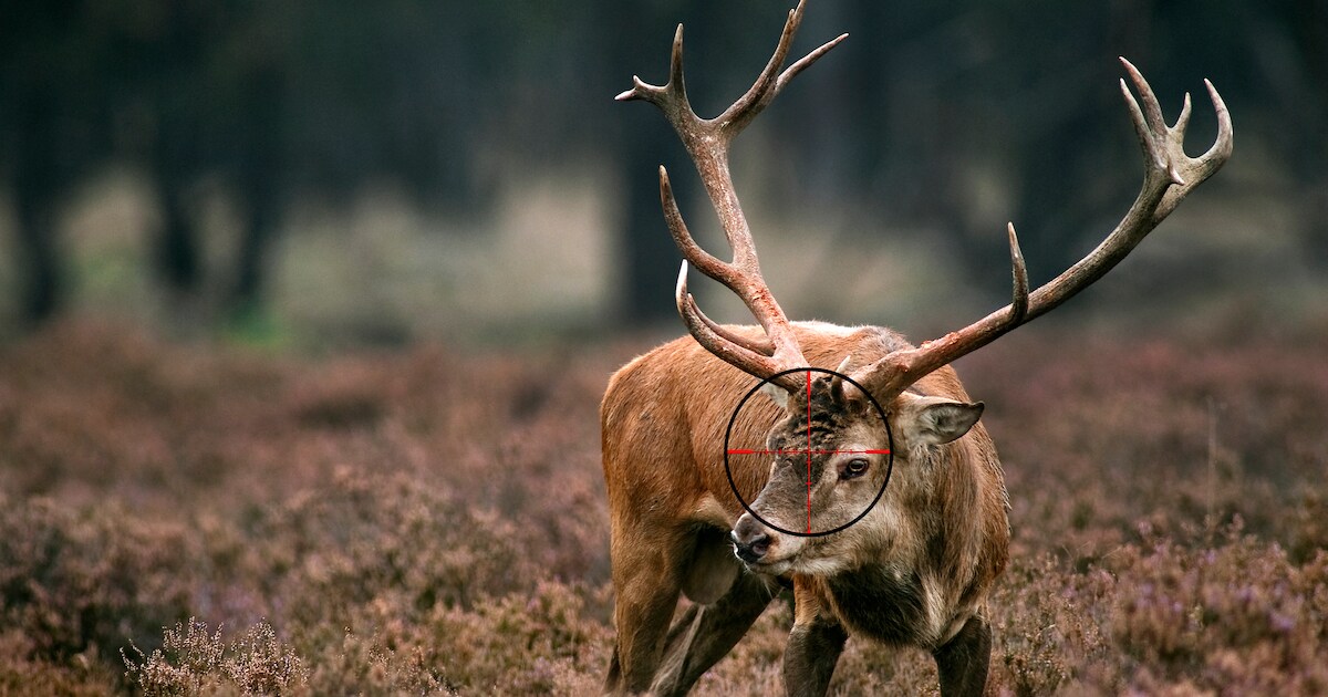 Jagers schieten recordaantal edelherten dood op Veluwe