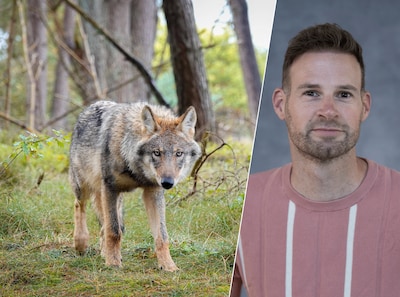 Wat wil jij weten over de wolf in de Achterhoek?