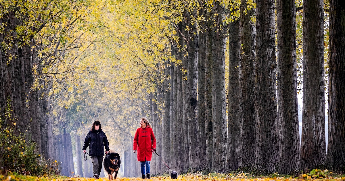 7 herfstwandelingen in Lelystad