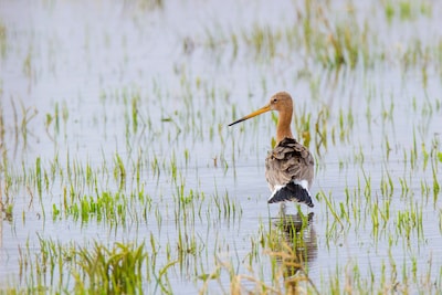 Natuurclubs trekken geslepen messen terug; weidevogels Vemderbroek lijken gered door aanpassing plan