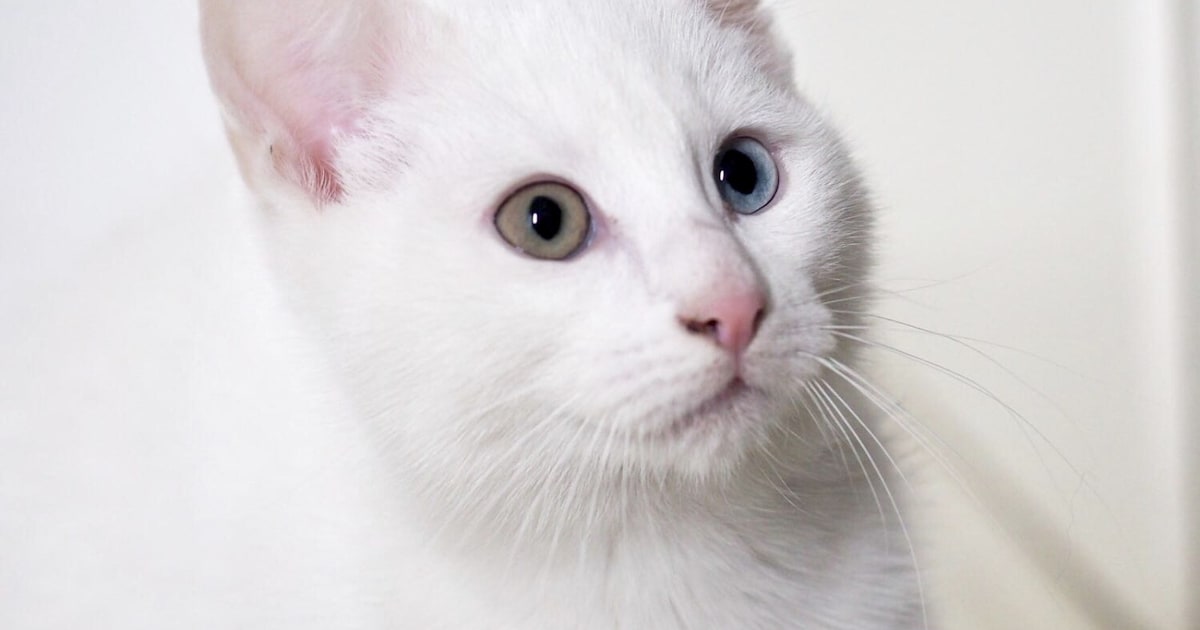 Heb jij Tom gezien? Dit huisdier wordt in Deventer vermist