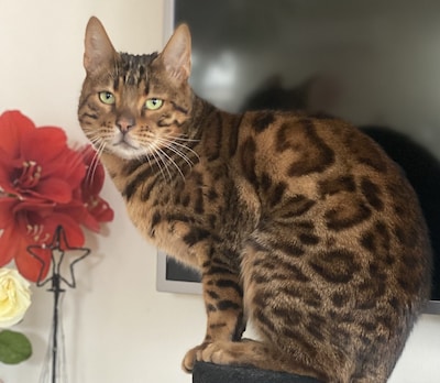 Heb jij Kees, Saar of Jack gezien? Deze drie huisdieren worden in Putten vermist
