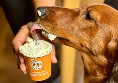 Hier in Zwolle krijg je op dierendag gratis koffie (en je hond ook)