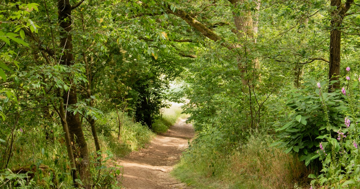Grensoverschrijdende wandeling door het Rietbroek in Stokkum