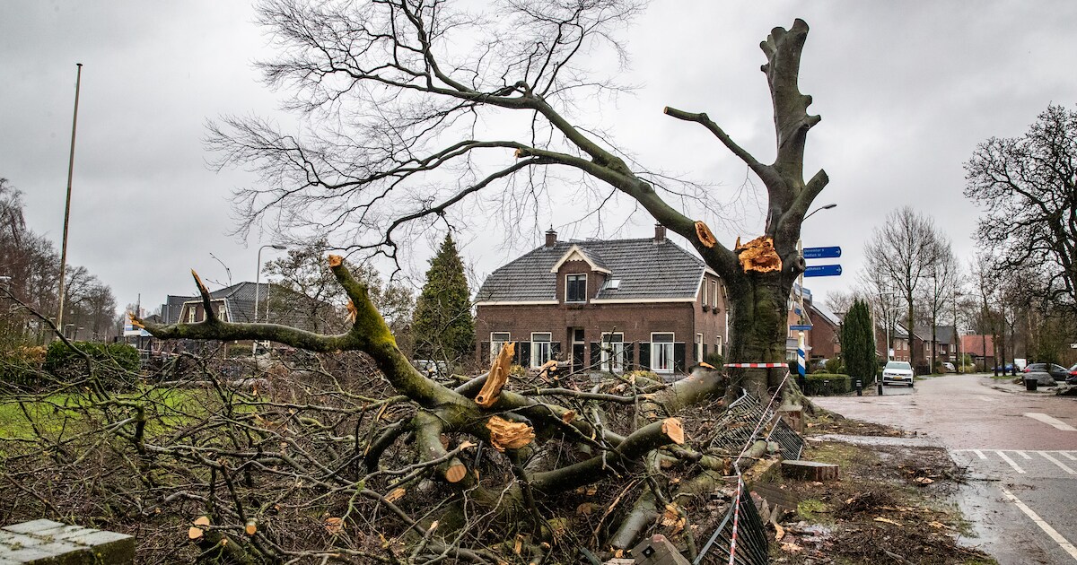 Beeldbepalende beuk in Lettele overleeft stormen niet: ‘Dit was de ...