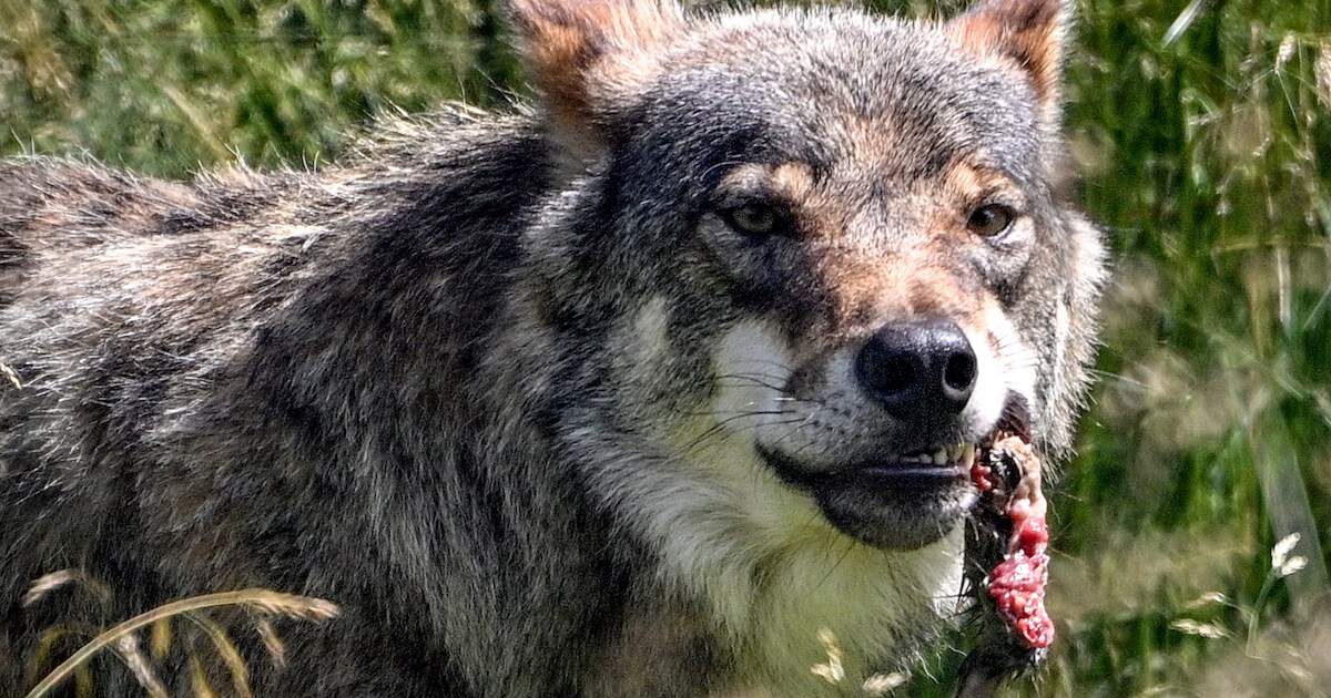 Schapenhouder Christian Kalter uit Laag Zuthem is elke dag bang voor de wolf