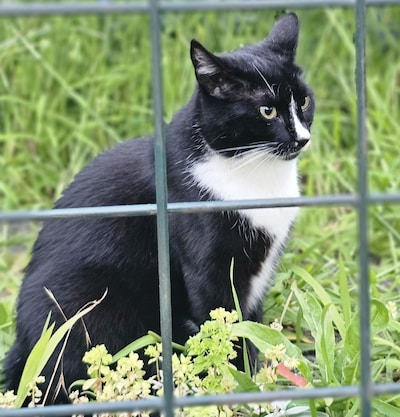 Heb jij Zènek, Doerak of Bob gezien? Deze vier huisdieren worden in Bronckhorst vermist