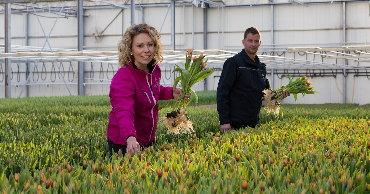 Video | Linda en Sander uit Creil doen alles voor hun tulpen