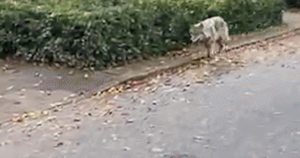 Saranne (18) twijfelt geen moment als ze een wolf in Ermelo tegenkomt. ‘Ik dacht: dit is mijn kans!’