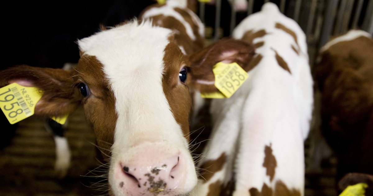 ‘Vlakbij de besmette buffelboerderij gaan de deuren vandaag juist wagenwijd open voor de grootste la