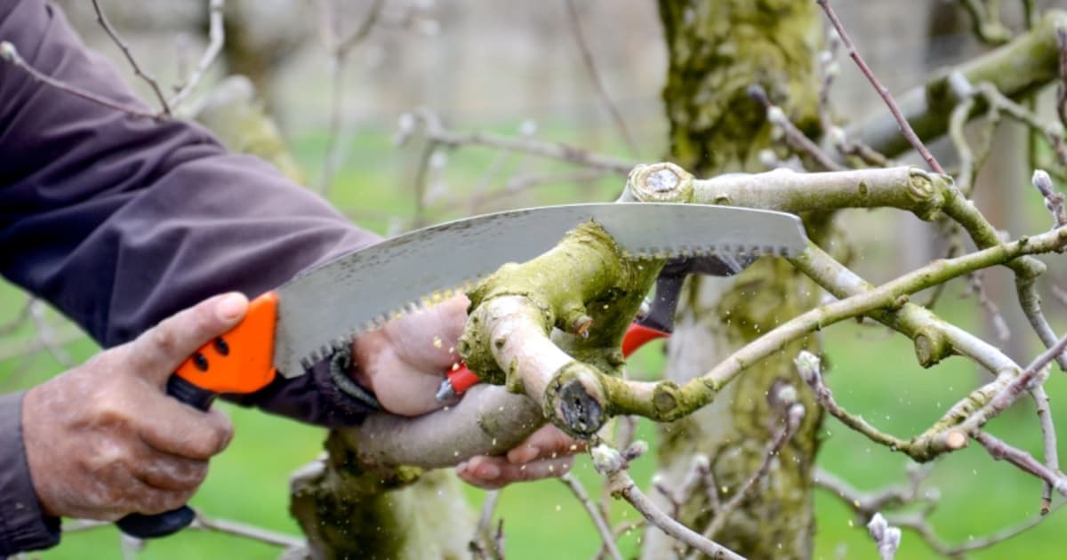Gratis takkenroute voor grof tuinafval in Oldebroek
