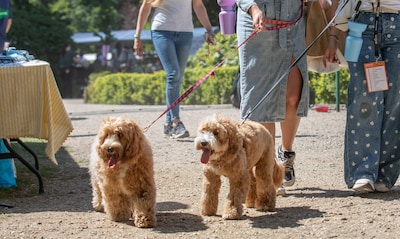 Nieuwe hondenvoorzieningen in Kampen worden betaald uit boetes