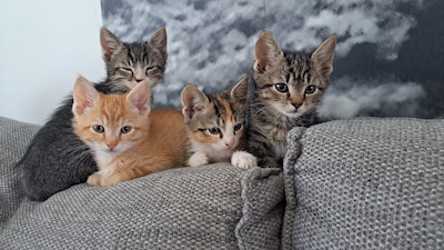 Het is Internationale Kattendag: Bekijk hier de leukste kattenfoto’s van lezers uit Nijkerk