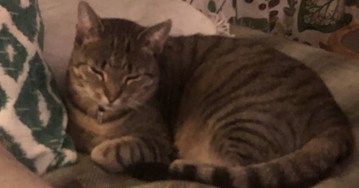 Heb jij Juultje gezien? Dit huisdier wordt in Lochem vermist