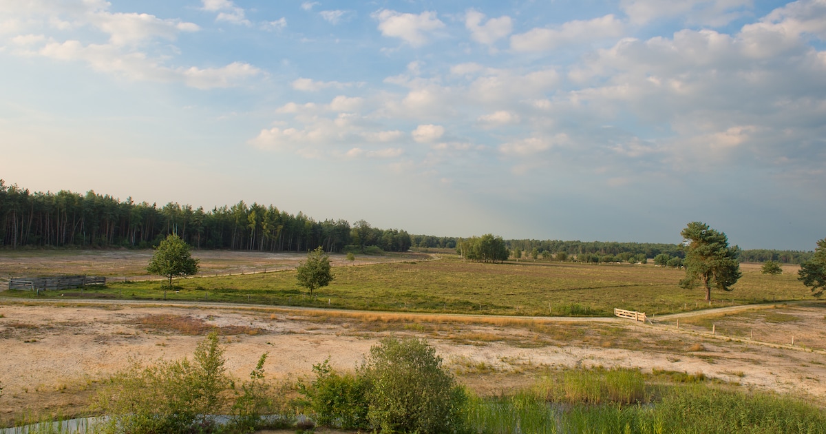 Zomeravondwandeling op de Gorsselse Heide