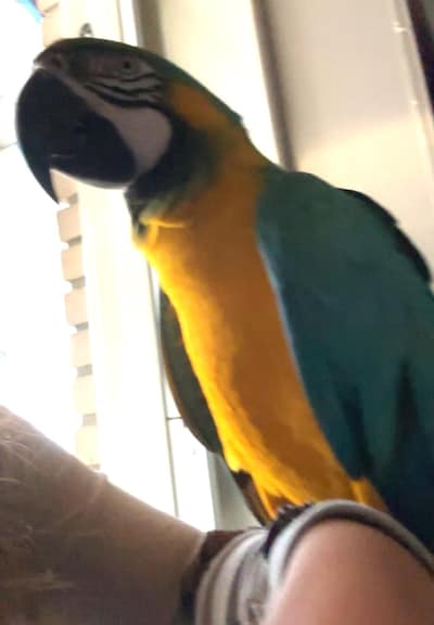 Heb jij Blue gezien? Dit huisdier wordt in Brummen vermist