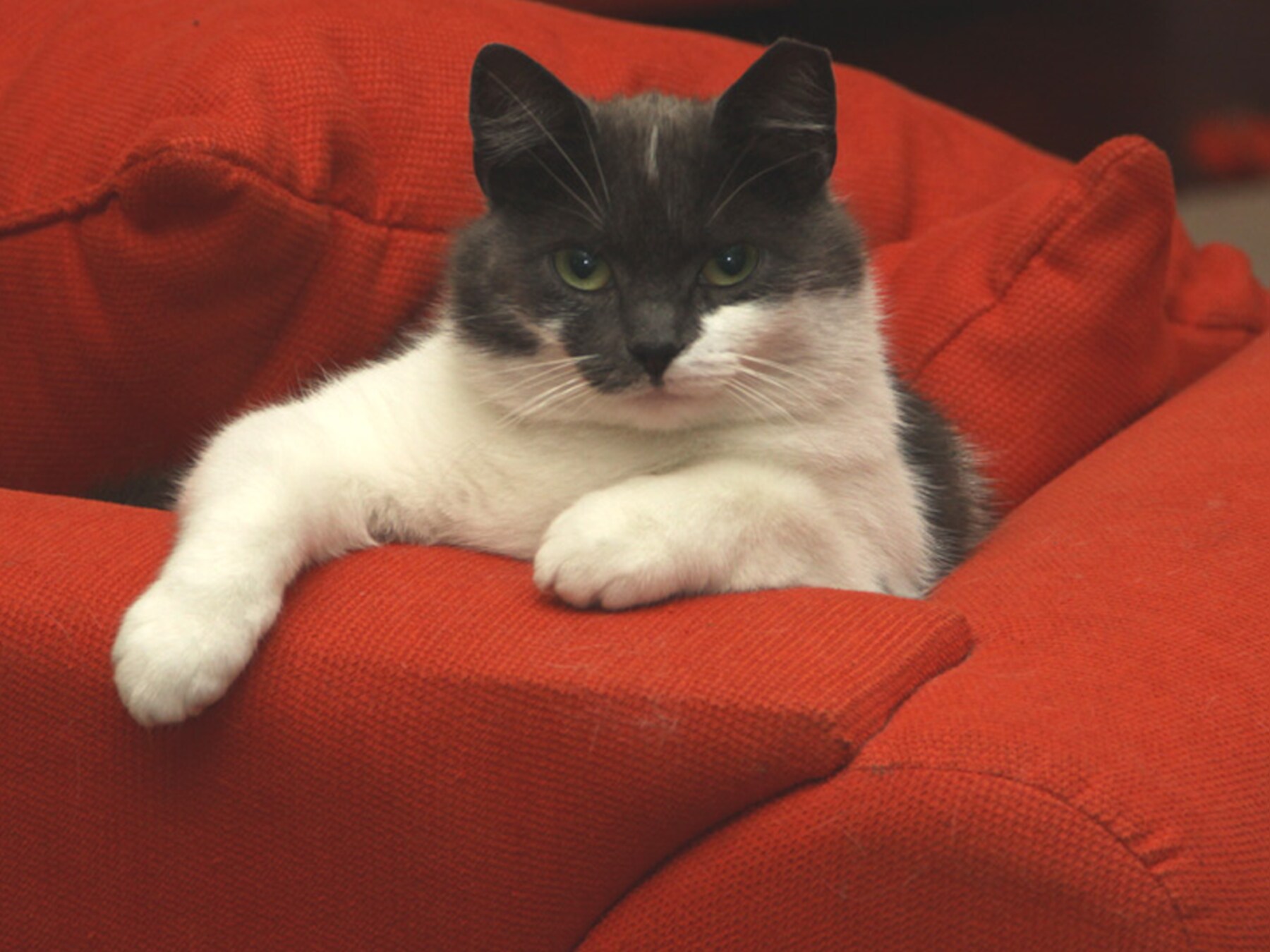 Een vers bakje voer, een schone kattenbak en wat aandacht: wie wil er zo nu en dan op Meisje passen?