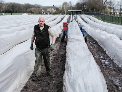 Met deze techniek proberen boeren het ‘witte goud’ voor Pasen nog te redden: ‘Zonder speciale techni