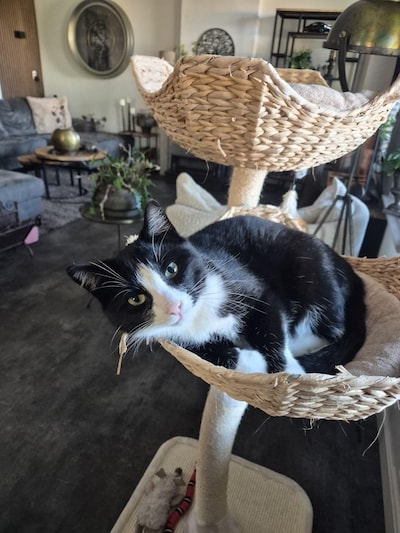 Heb jij Moos, Snowy of Harry gezien? Deze drie huisdieren worden in Ermelo vermist