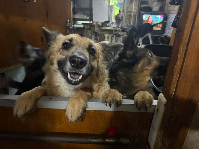 The care of dogs in Angel's apartment.