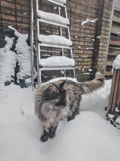 Heb jij Mizu gezien? Dit huisdier wordt in Putten vermist