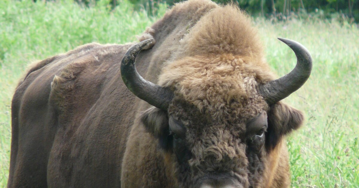 Eerste excursie naar wisent op Veluwe in aantocht