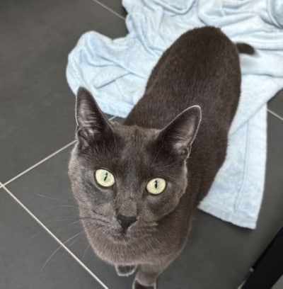 Heb jij Kees gezien? Dit huisdier wordt in Urk vermist