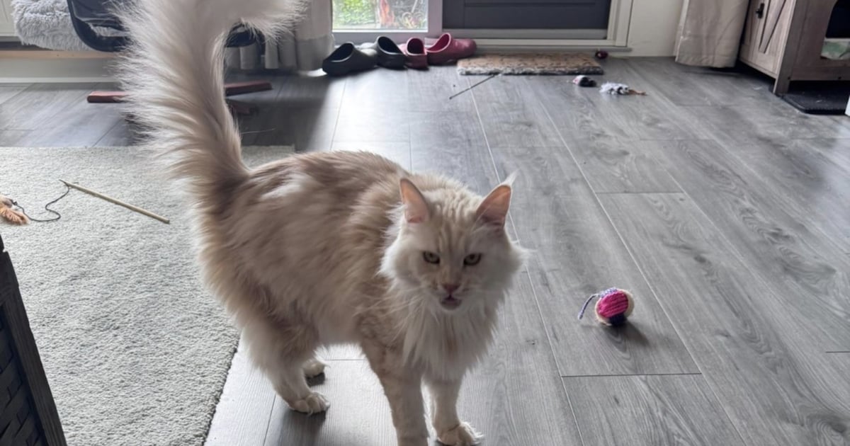 Heb jij Jacky gezien? Dit huisdier wordt in Zeewolde vermist