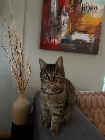 Heb jij Wolf of Zelda gezien? Deze twee huisdieren worden in Bronckhorst vermist