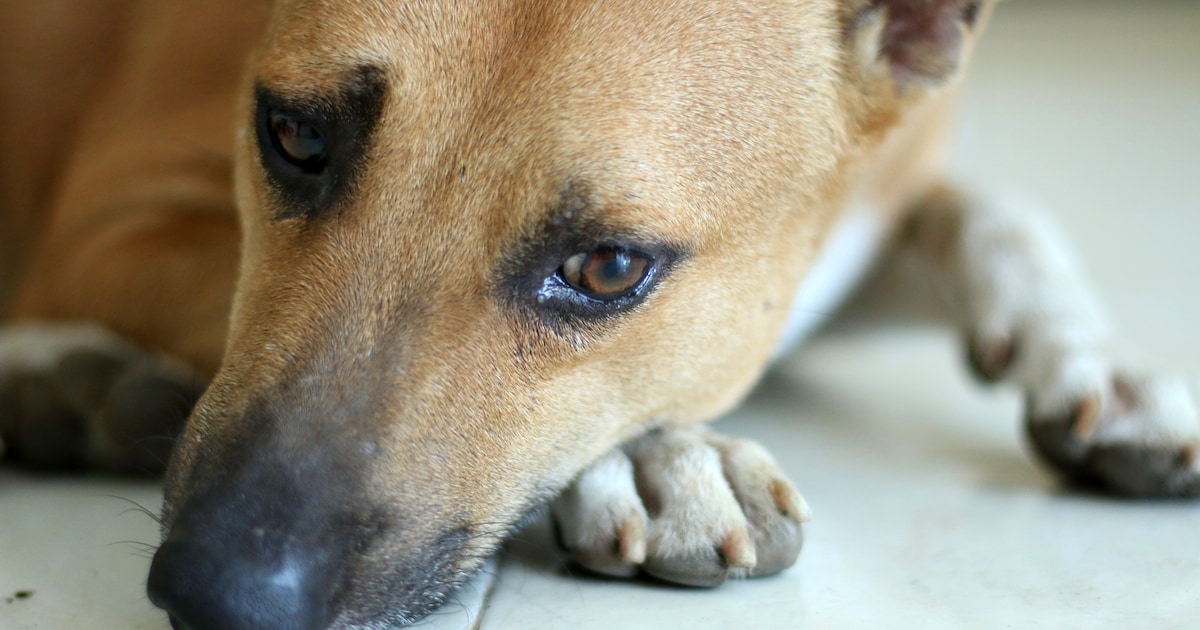 Zelfs de dierenarts had zoiets nog nooit gezien, zegt de politie: zwaar verwaarloosde hond krijgt sp