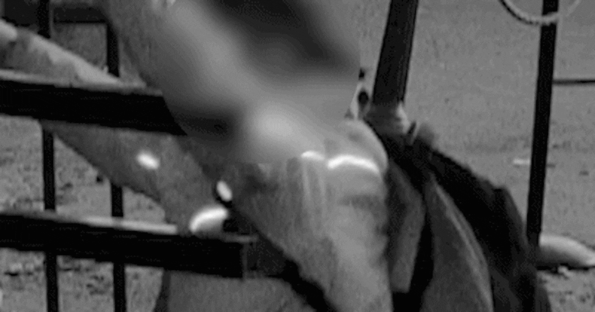 Cowboyboef slaat genadeloos toe na personeelsfeest Julianatoren Apeldoorn