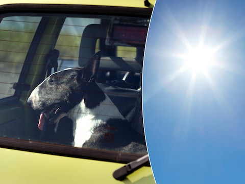 Politie redt oververhitte hond uit auto in Oss