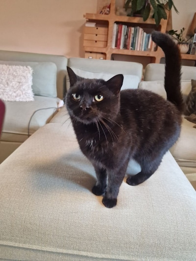 Heb jij Nila, Gijsje of Vasya gezien? Deze acht huisdieren worden in Bronckhorst vermist