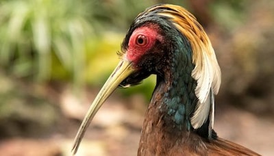 Wildlands Emmen sluit vogelverblijf na sterfte van drie Madagaskar kuifibissen